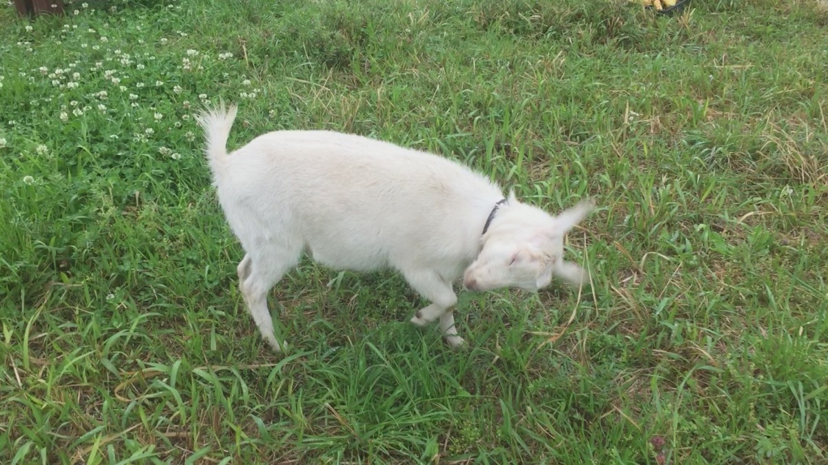 ルナです。雨の中、フリー。