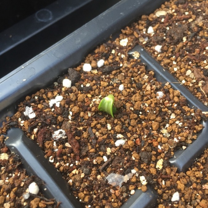 メロンです。私も、発芽中。