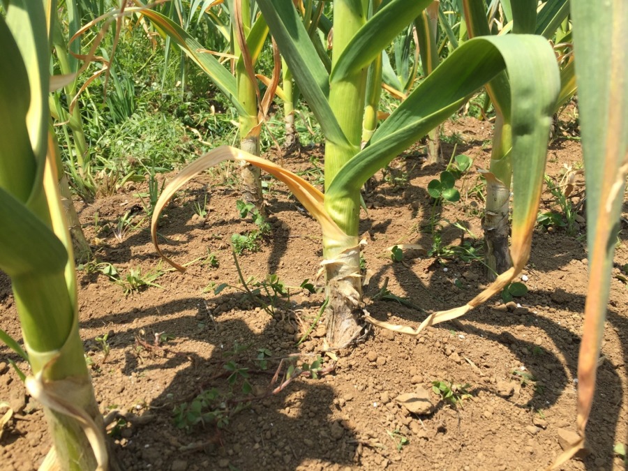 【タイムラプス】ニンニクです。草取り。