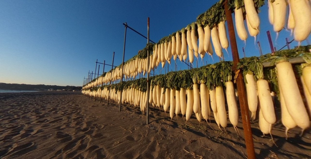 【VR】みうら海岸。大根勢ぞろい。