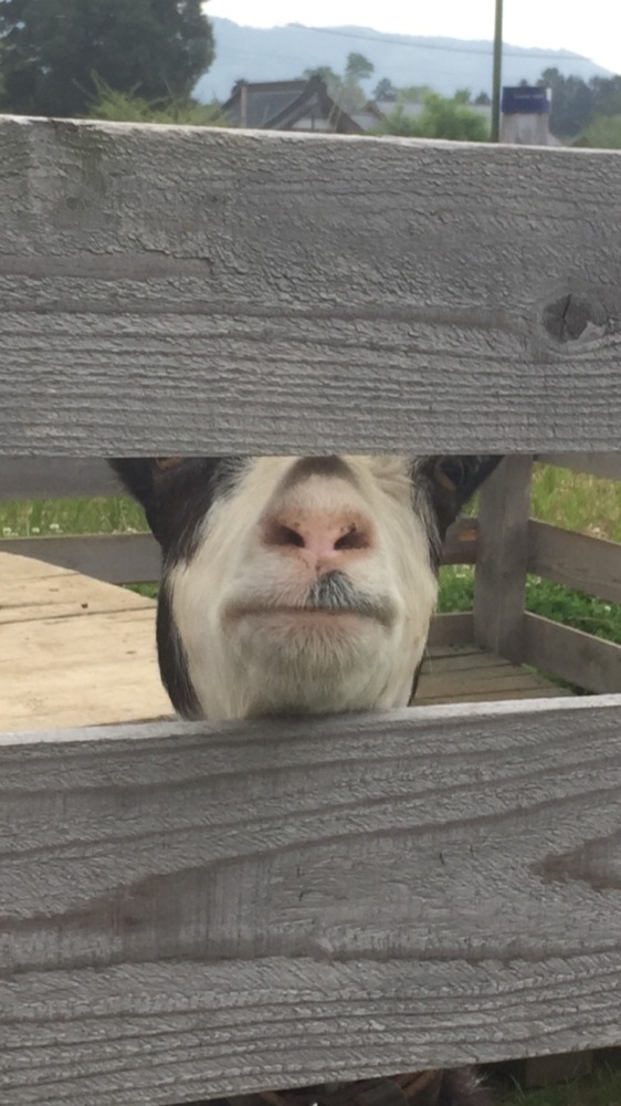 【はたけ広場】やぎ子さんの一言