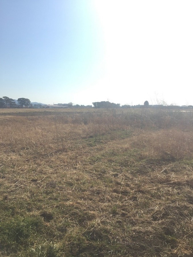 里芋です。荒れた畑に見えますが。※要クリック※