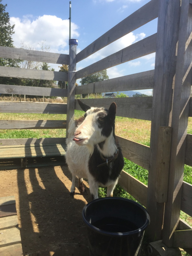 やぎ子です。ベロ。