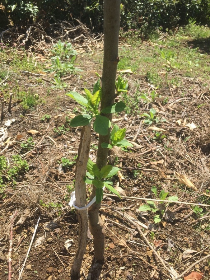 みかんです。今年植えた苗木。