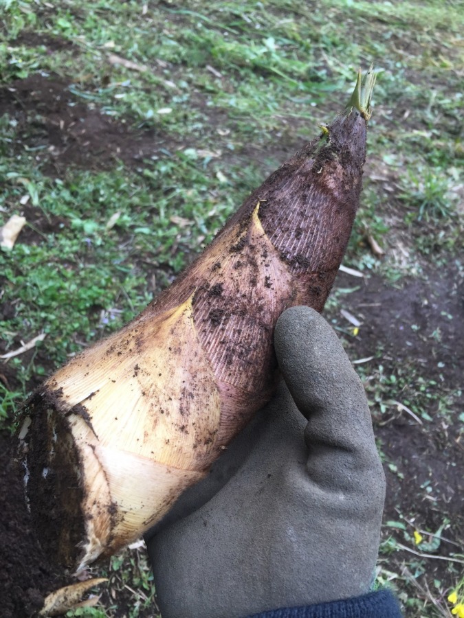 竹の子（堀り）