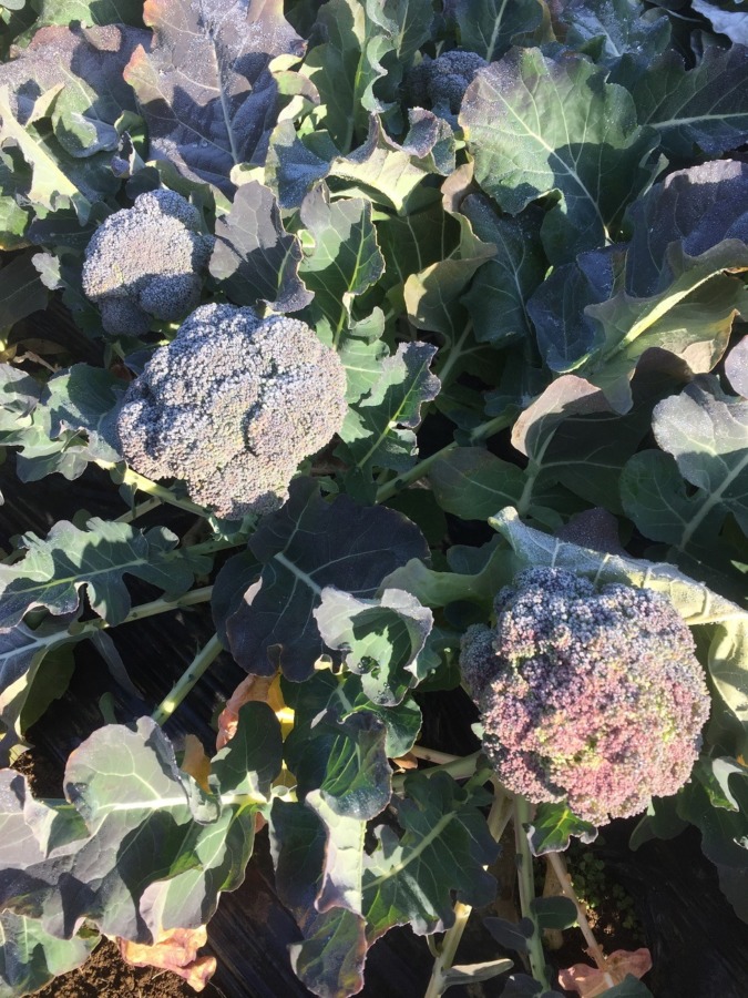 ブロッコリーです。朝日と朝露。