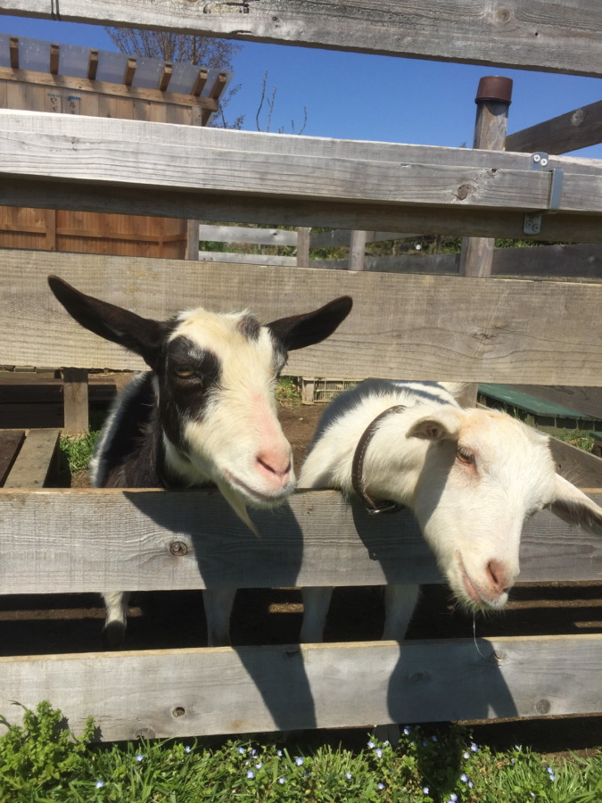 やぎ子とルナです。