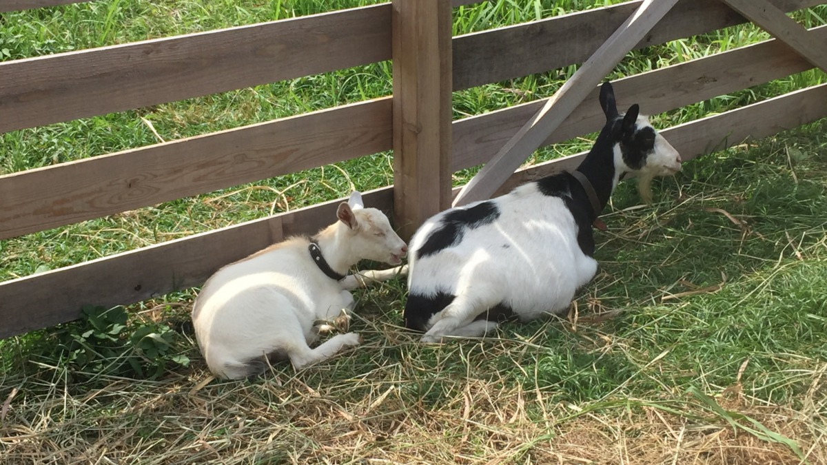 ルナです。暑い。