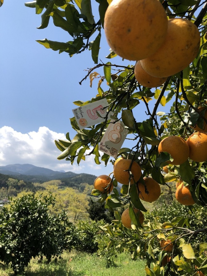 ビンゴ数字発表：4/21（No.3）