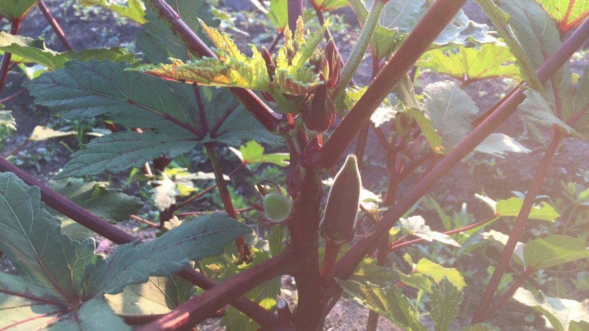 オクラです。@開成さかわ