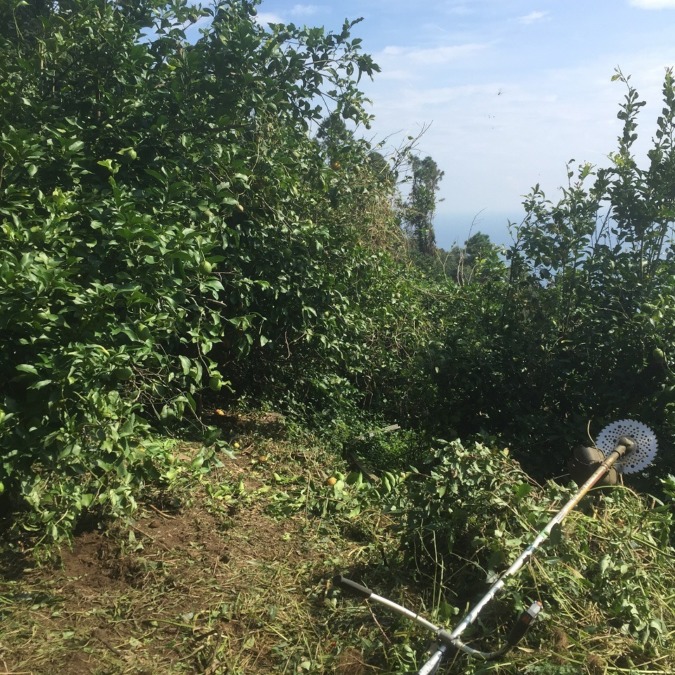 レモンです。草刈り。