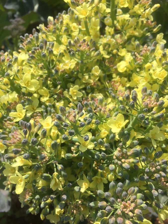 ブロッコリーです。花が咲いちゃいました。