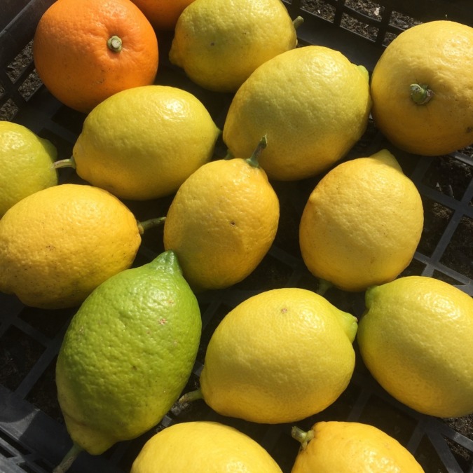 レモンです。収穫→レモンサイダー。（定番）