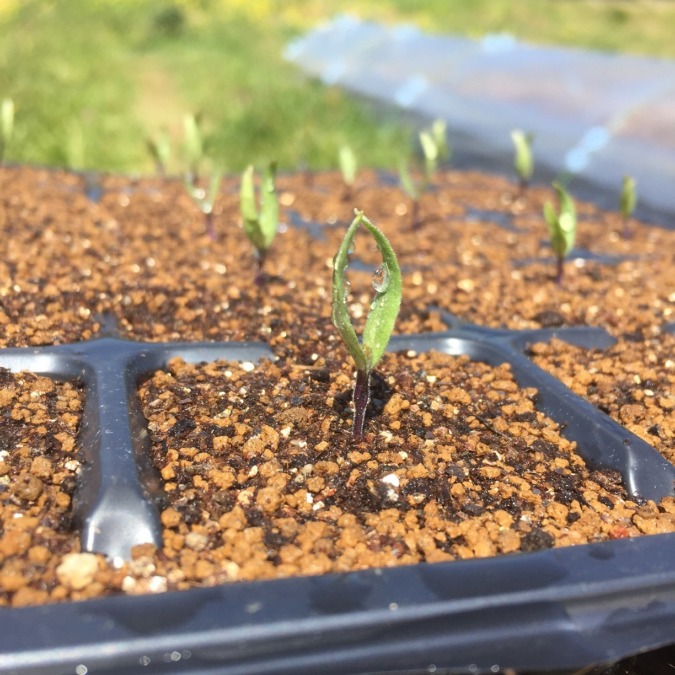 なすです。双葉、順調に成長中。