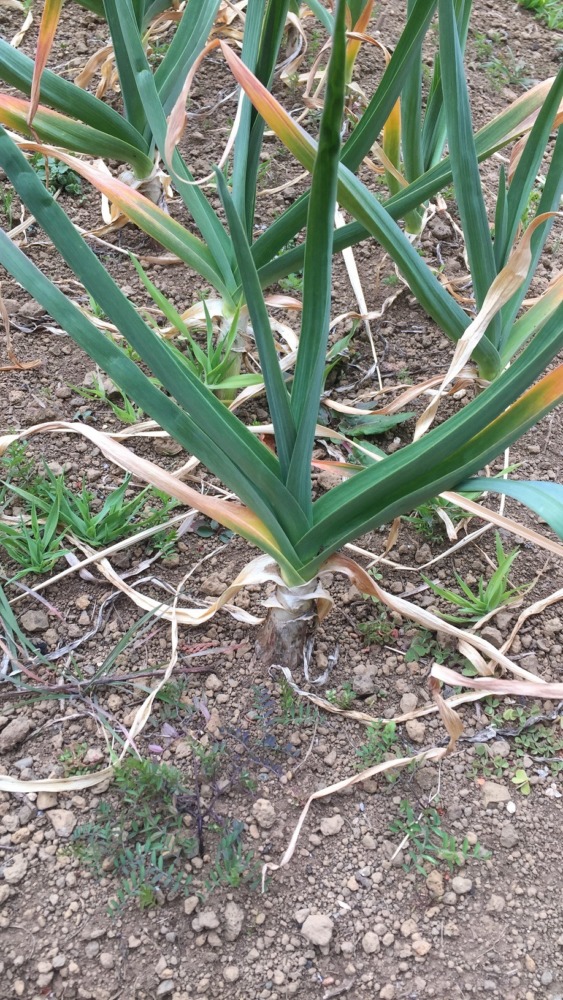 ニンニクです。