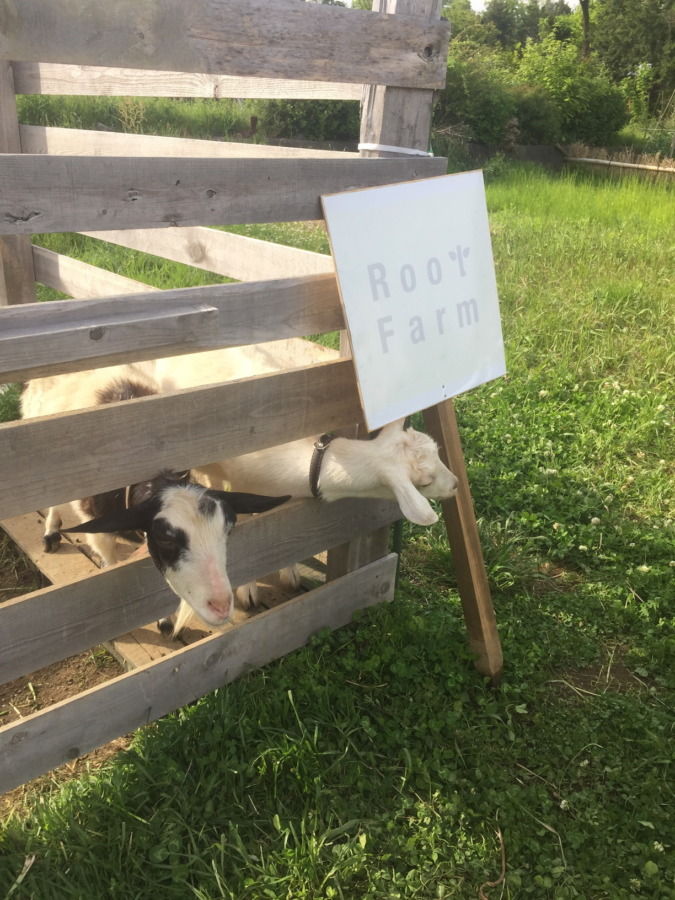 ルナです。看板をクンクン。