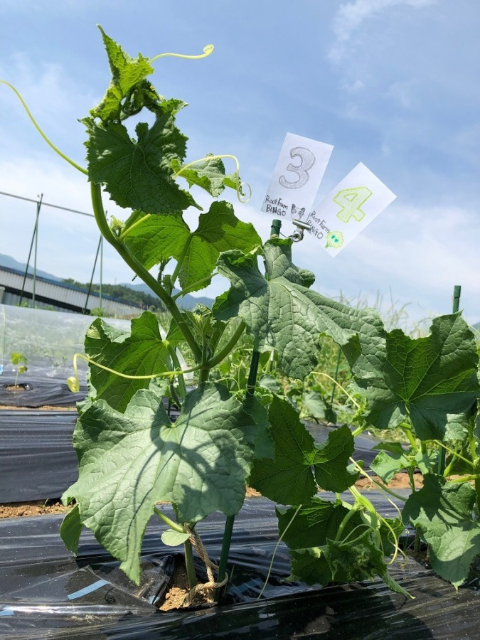 ビンゴ数字発表：5/29（No.41）