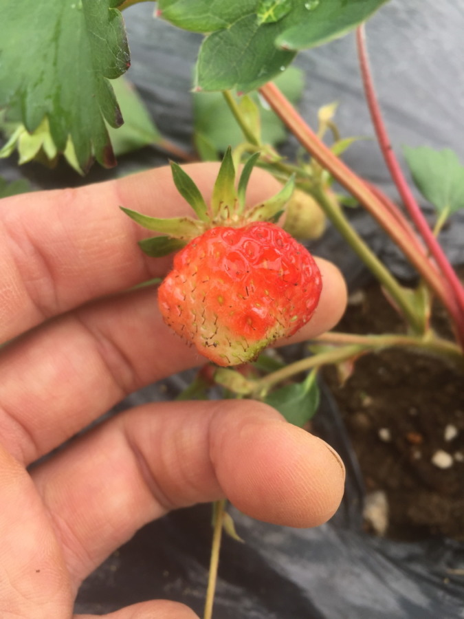 【祝：収穫期】苺です。赤くなっています！！