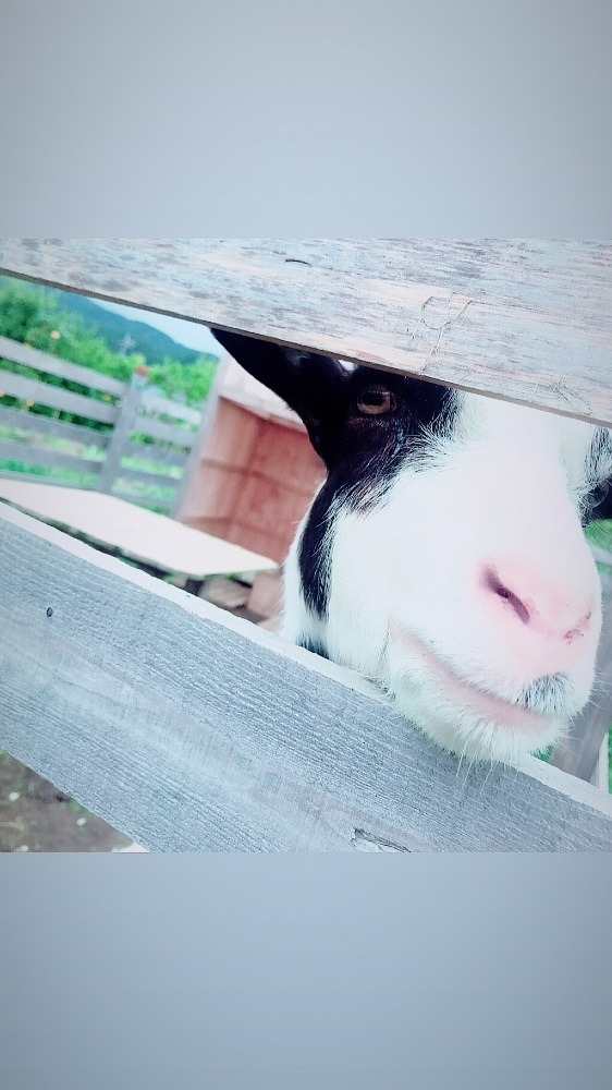 隙間からやぎ子さん♪