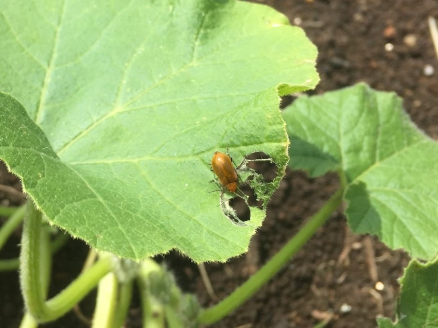 【虫】かぼちゃです。ついに出現！ウリハムシさん。