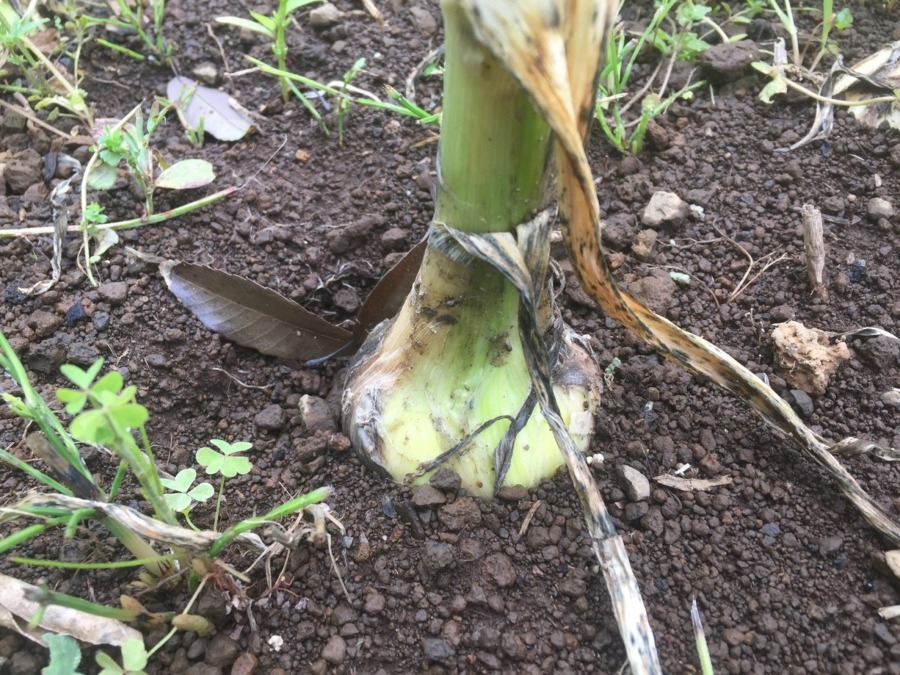 にんにくです。生育順調。芽を摘みます。