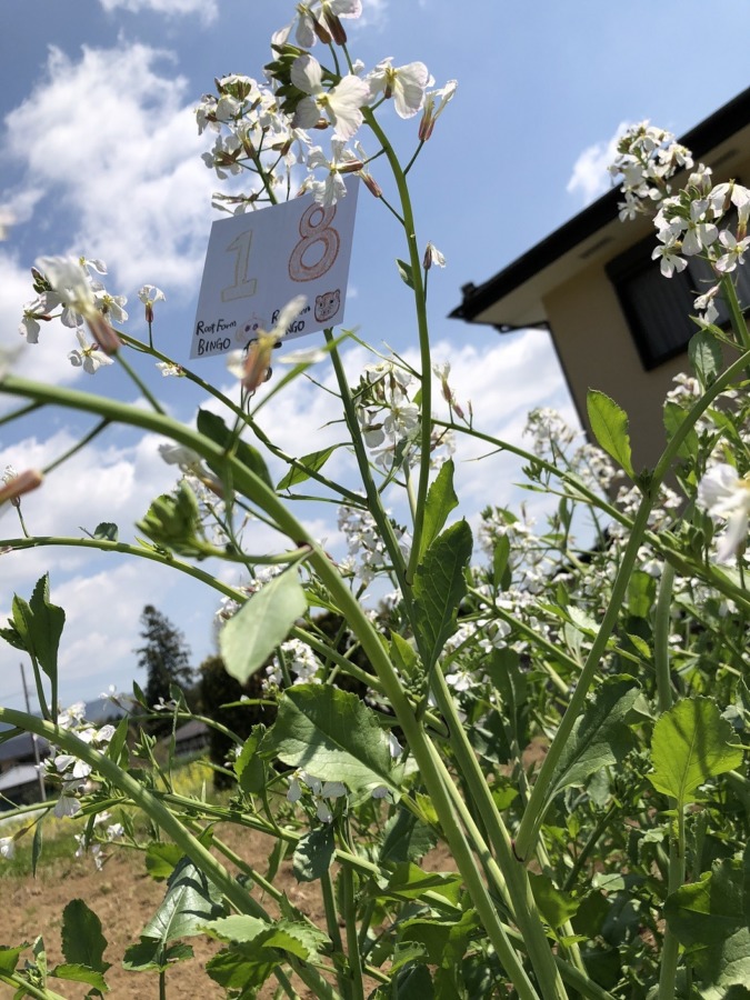 ビンゴ数字発表：5/8（No.20）