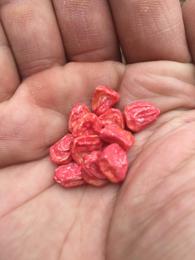 とうもろこしです。ポットに種まき。