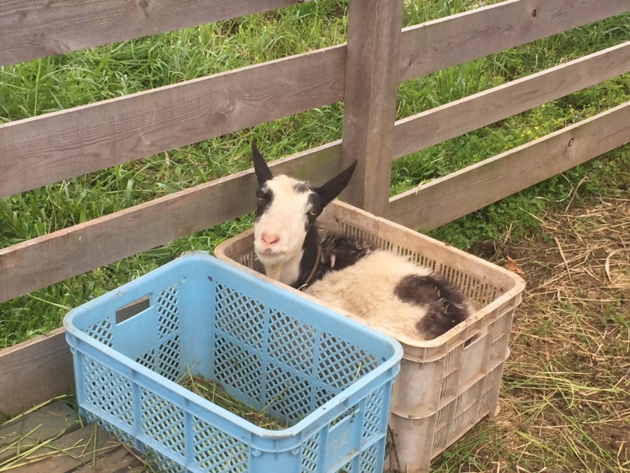 やぎ子です。ボックスインでお昼寝タイム。