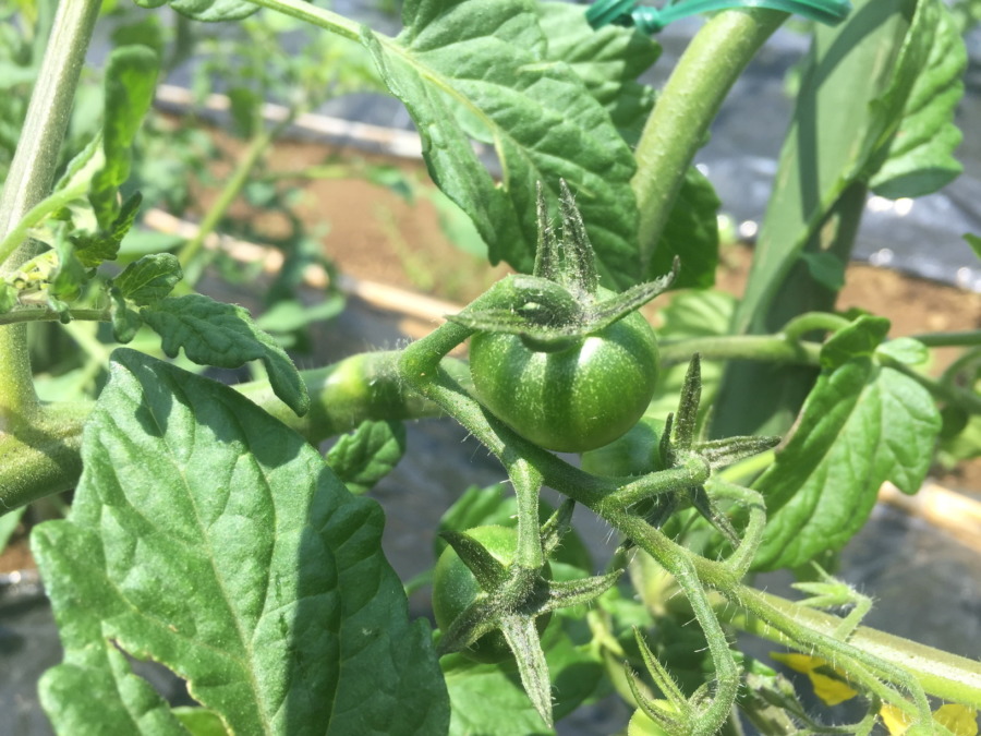 とまとです。順調、緑の実が着実に大きくなっています。
