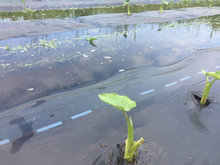 里芋です。畑一面、水浸し。でも私は、これでいいのだ。（湛水栽培）