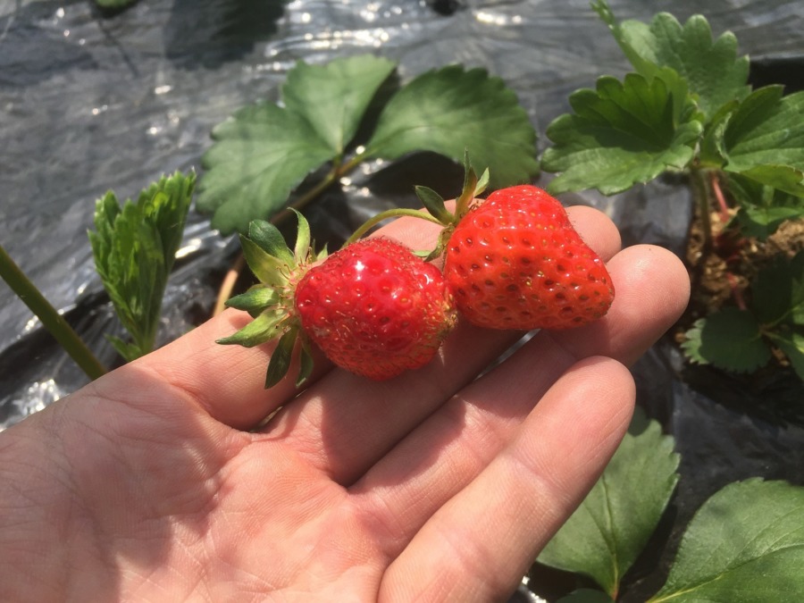 おはようございます。苺です。朝日に赤が映えます。