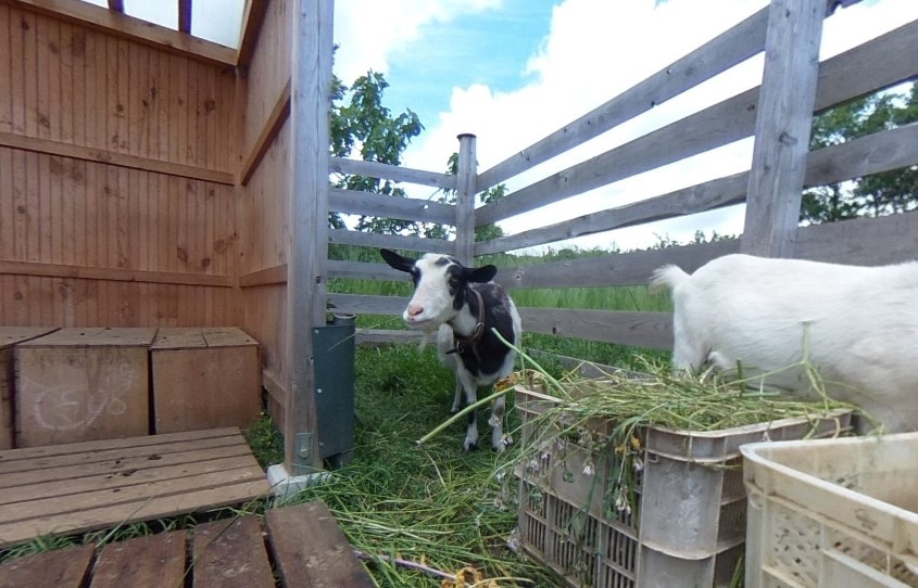 【VR】やぎ子です。ナスとトマトのトンネルを通って、私のところまで来てめ。