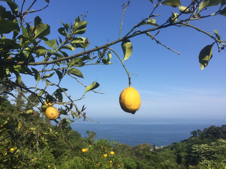 レモンです。今日は海が綺麗でした。
