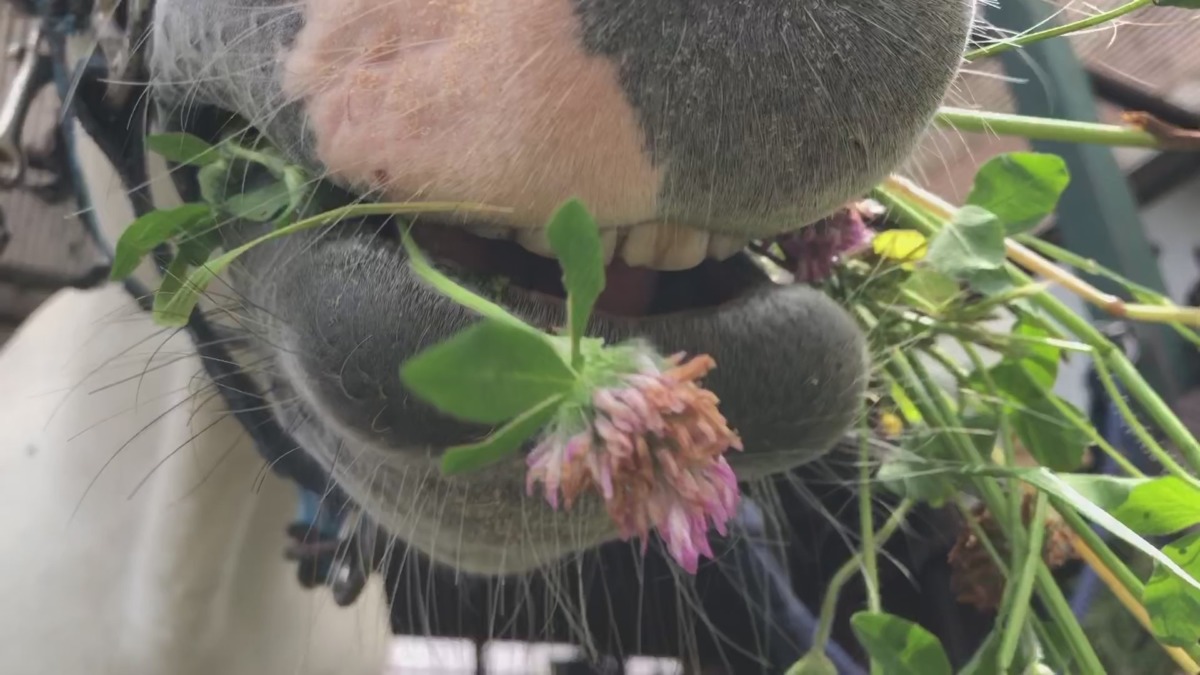 僕はお馬の「ネル」、草食です。