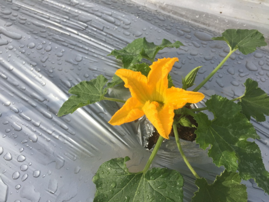 ズッキーニです。お花、そして小さなベイビーも。