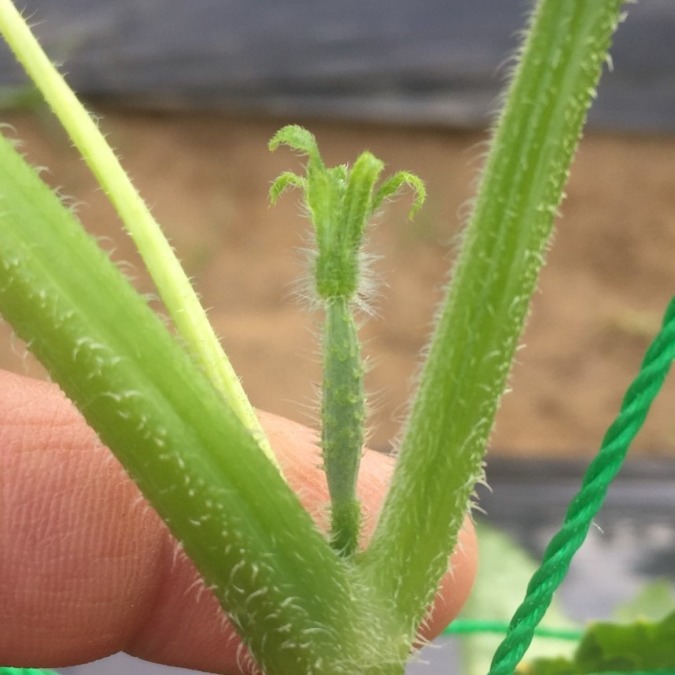 きゅうりです。ベイビーですよ。