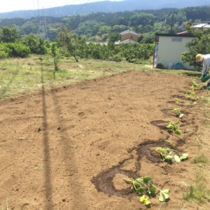 かぼちゃです。苗植え。
