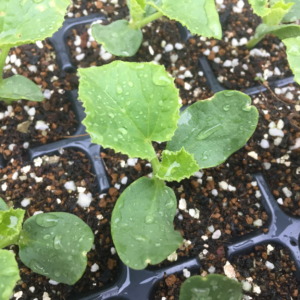 メロンです。スイカさんとの違いがはっきりとしてきました。