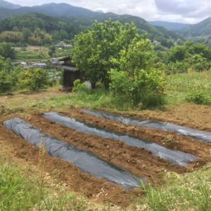 さつまいもです。いよいよ明日、植わります。