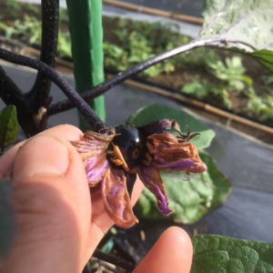 なすです。黒光りする小さな実！