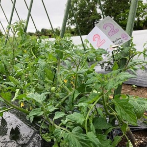 ビンゴ数字発表：5/22（No.34）