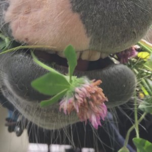 僕はお馬の「ネル」、草食です。