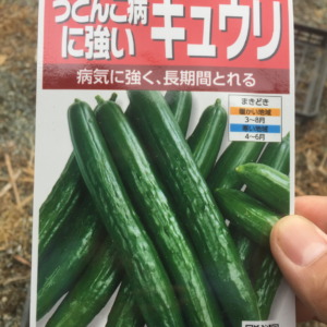 きゅうりです。ポットに種まき。
