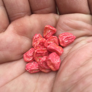 とうもろこしです。ポットに種まき。