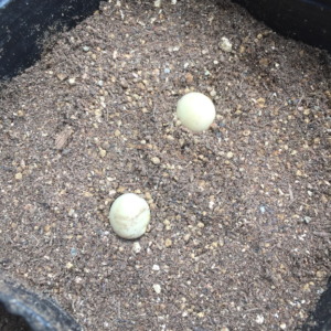 えだまめです。ポットに種まき。