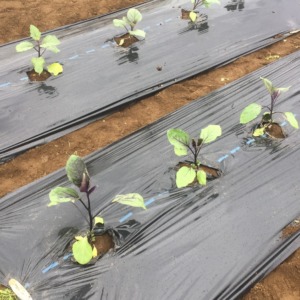なすです。苗の定植第一号は、この私。