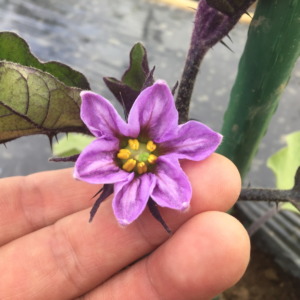 なすです。一番花ですよ。