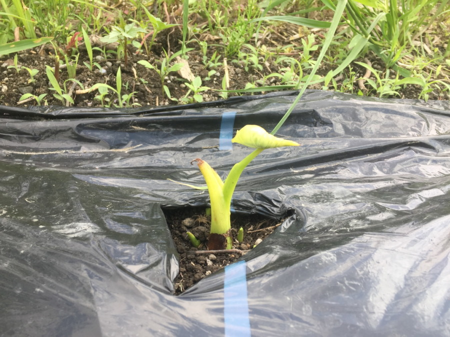 里芋です。少しずつ成長中。