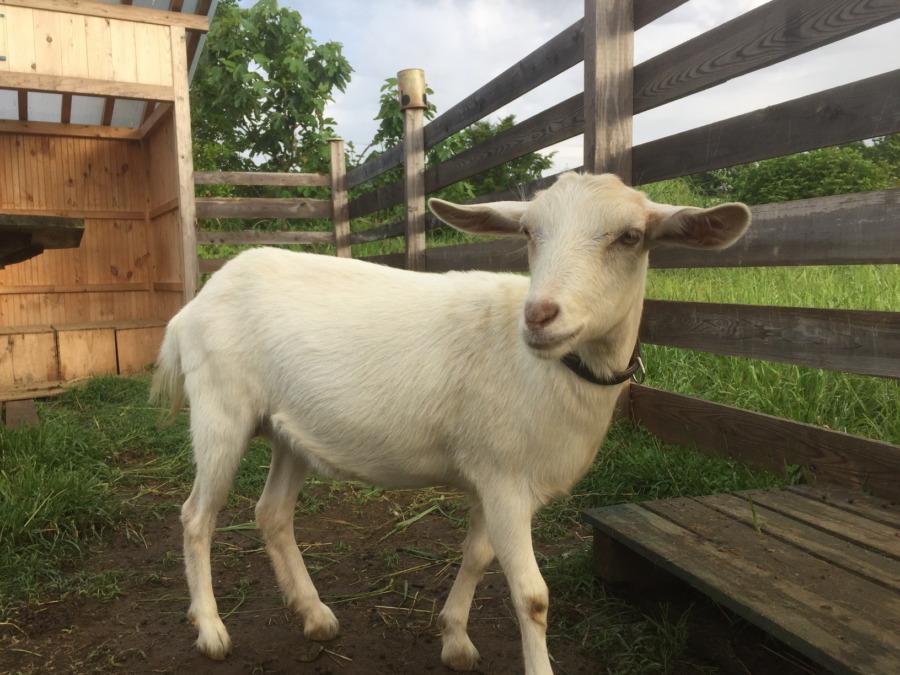 ルナです。朝のおっぱい動画だよ。