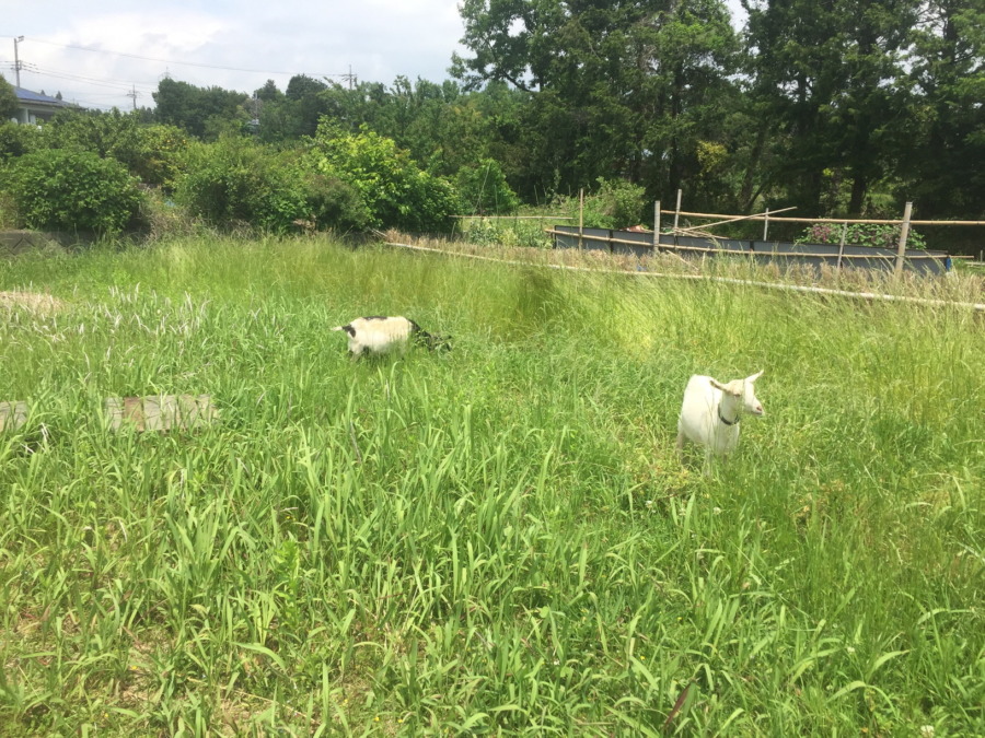 ルナです。雨あがりに、フリー散歩。